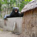 「腹を裂かないでくれ！」妊婦が叫ぶも…　7名を惨殺したヒグマの「恐ろしい正体」とは